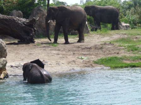 Baby olifant had het warm